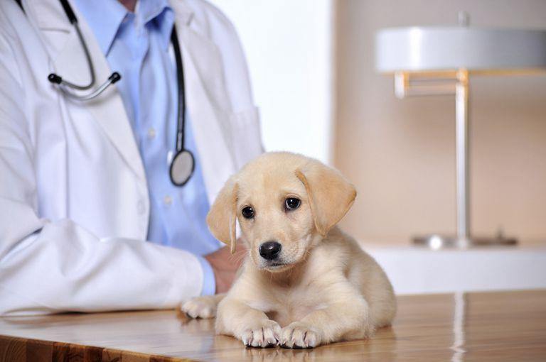 Getting Pet Insurance: What You Need to Know - Canine's World