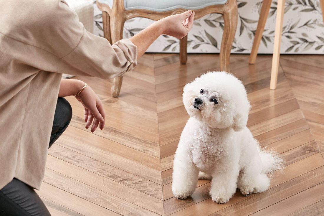 How to teach your puppy to sit - Canine's World