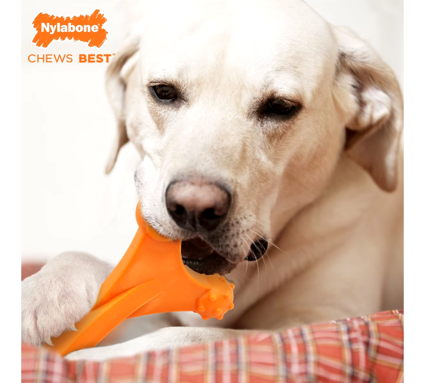 Nylabone Power Chew Dog Toy for Aggressive Chewers Bacon, X-Large