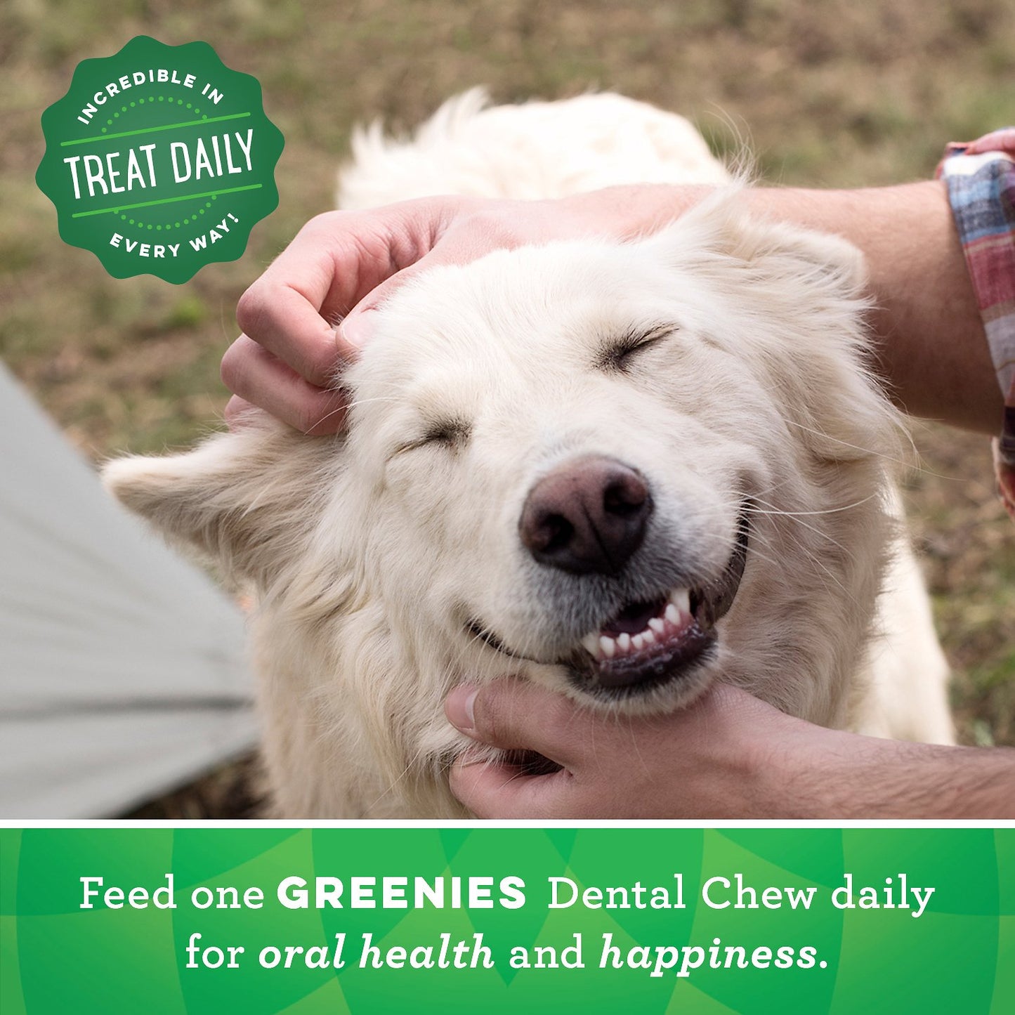 Canine's World Dental Chews & Treats For Dogs Greenies Grain Free Large Dental Dog Treat Greenies