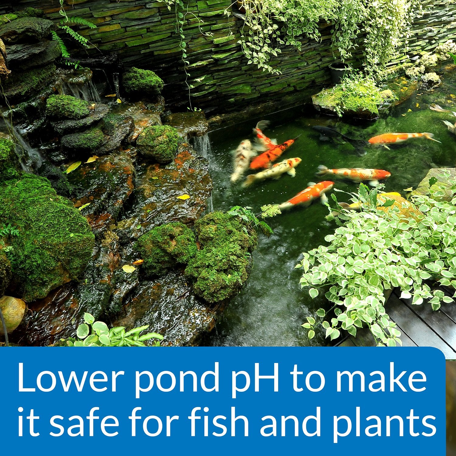 Canine's World pH Treatments API Pond pH Down Pond Water pH Reducing Solution API