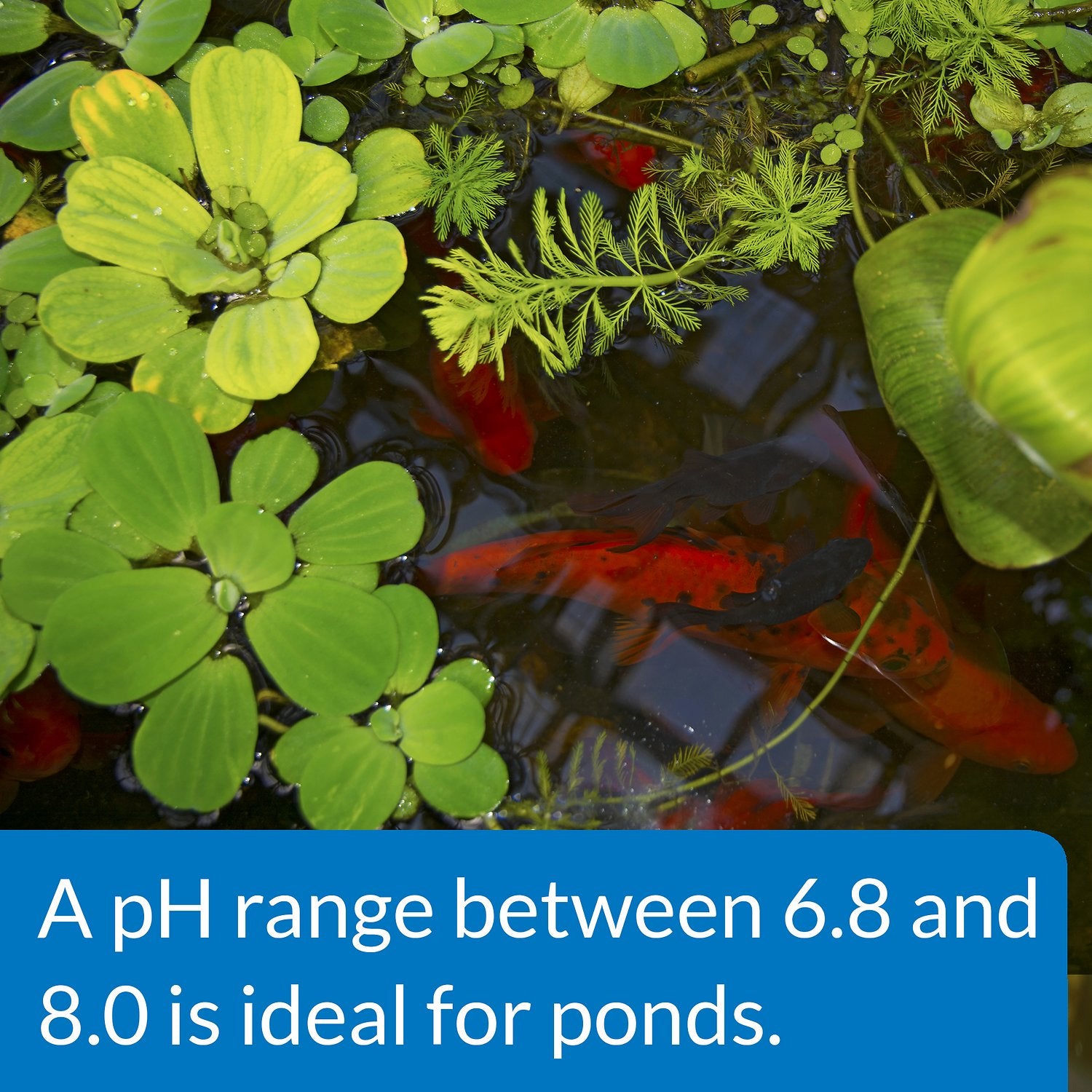 Canine's World pH Treatments API Pond pH Up Pond Water pH Raising Solution API