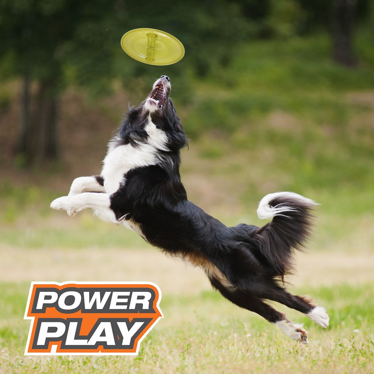 Canine's World Dog Disc Toys Nylabone Power Play Ultra Glider Gripz Flying Disc Dog Toy Nylabone