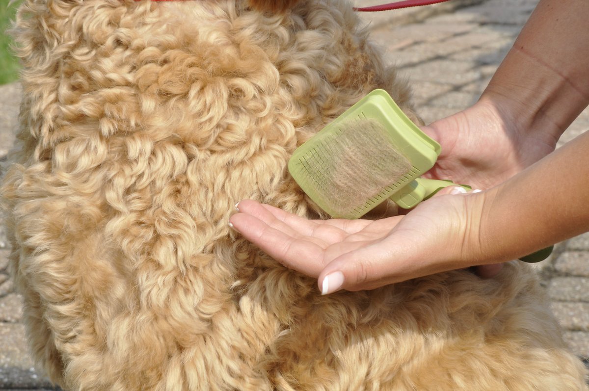 Canine's World Dog Brush Safari Self-Cleaning Slicker Brush for Dogs Safari