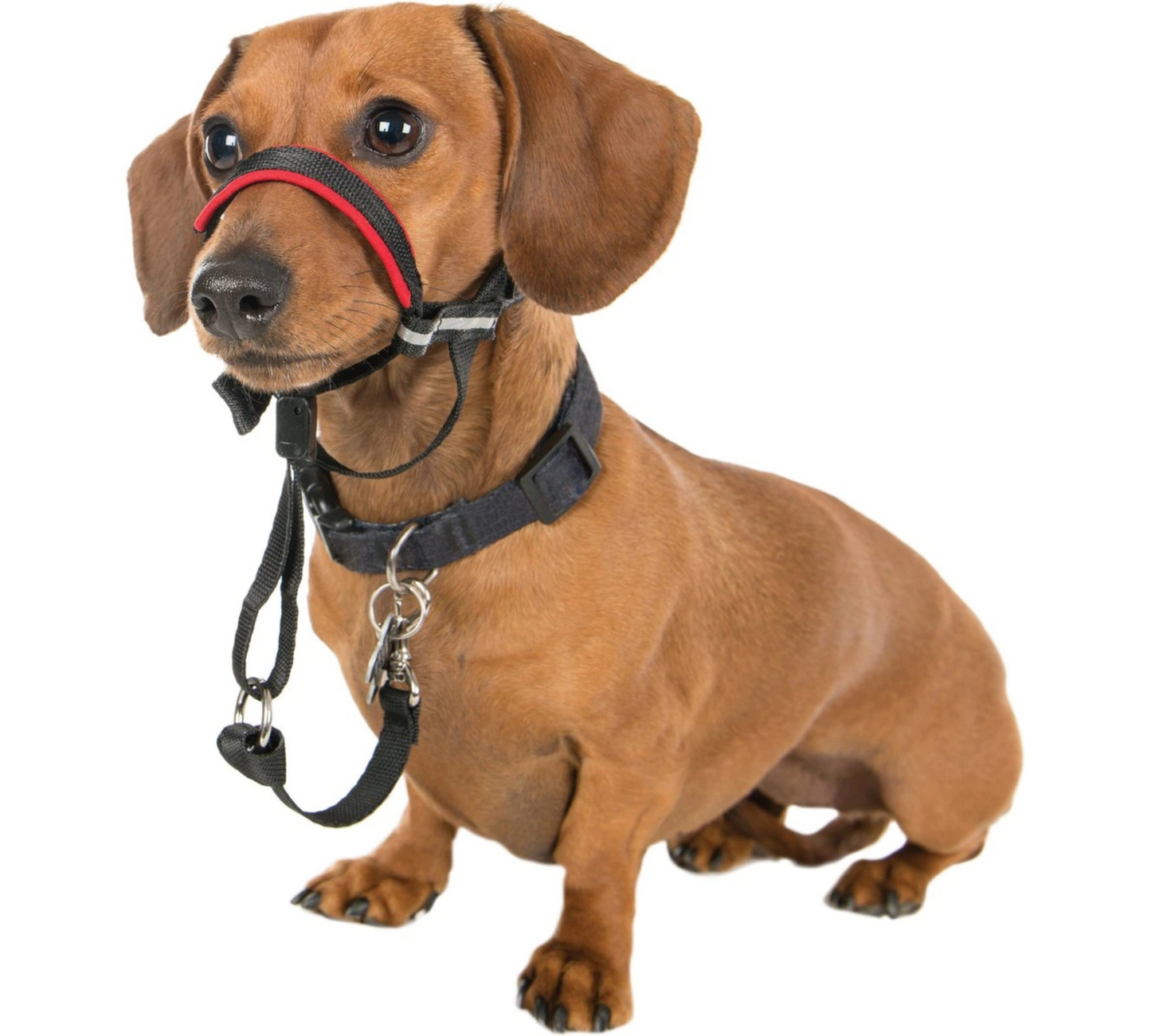 Canine's World Dog Muzzles Halti OptiFit Nylon Dog Headcollar Company of Animals