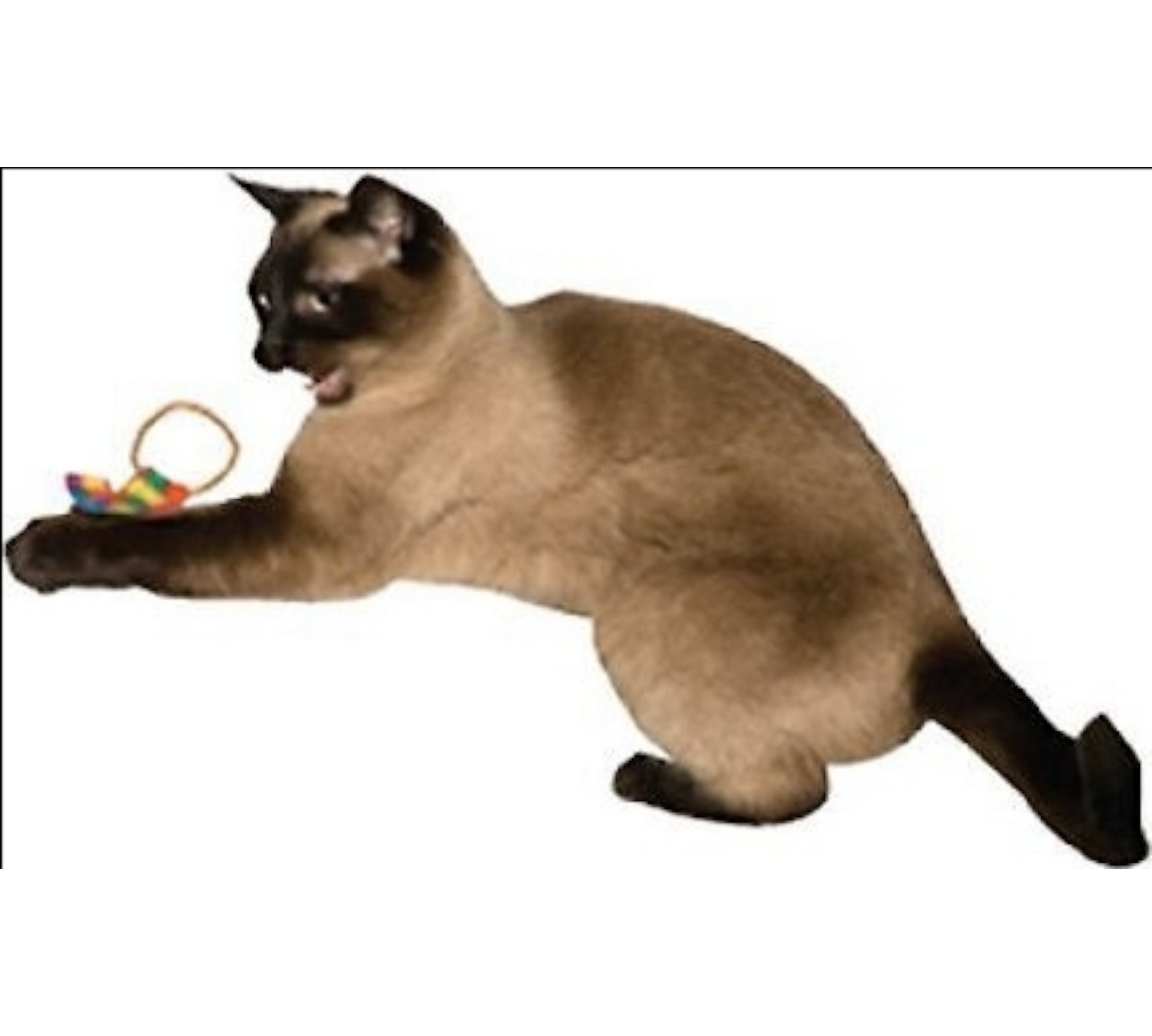 Canine's World Cat Balls & Chaser Toys Cat Dancer Ringtail Chasers Cat Toy, 2 count Cat Dancer