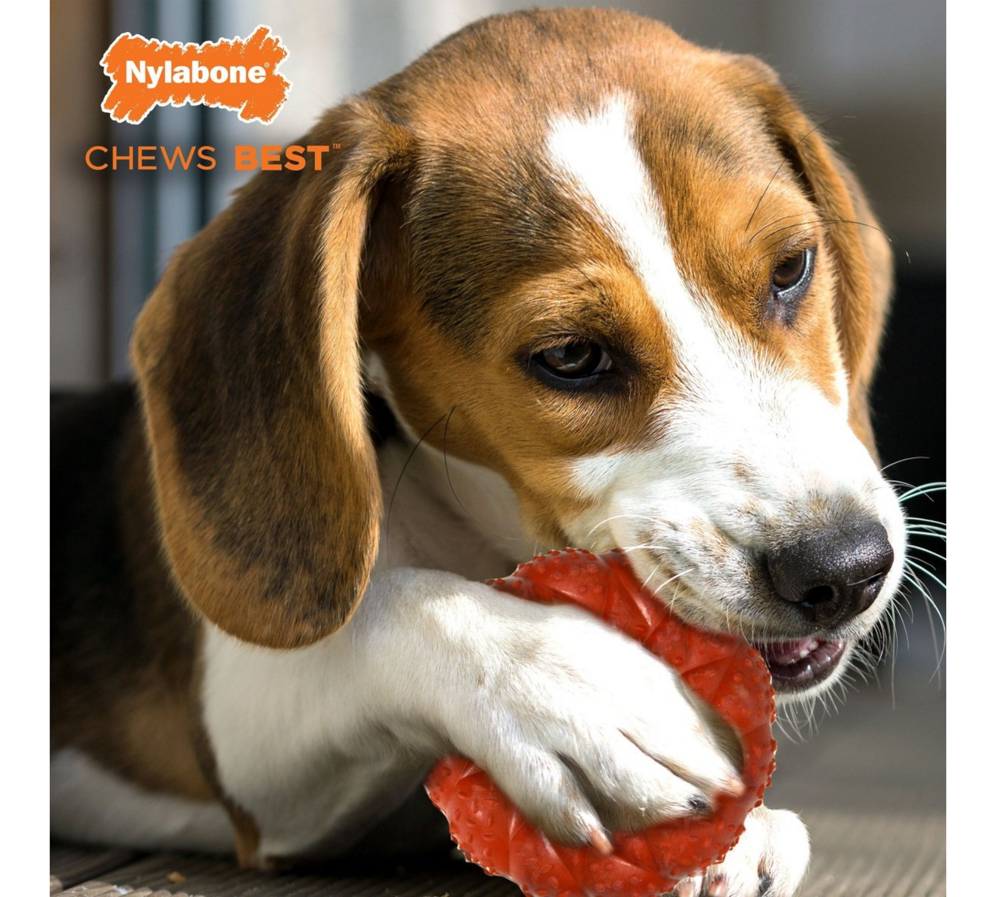 Canine's World Dog Chew Toys Nylabone Strong Chew Ring Beef Flavor Dog Chew Toy Nylabone